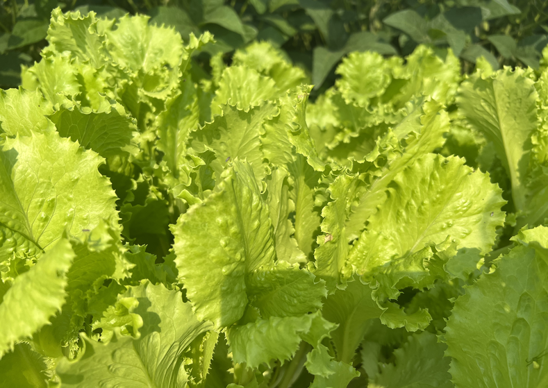 2025年國家農產品質量安全例行監測合格率98%