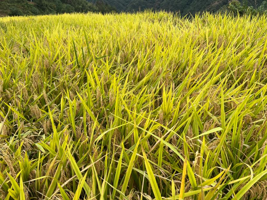 湖南省公開(kāi)征集部分農(nóng)機(jī)創(chuàng)新產(chǎn)品價(jià)格