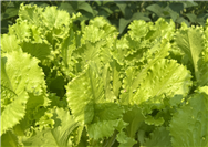 青浦農(nóng)技中心舉辦蔬菜生產(chǎn)“機器換人”現(xiàn)場觀摩會 助推蔬菜產(chǎn)業(yè)提質(zhì)增效