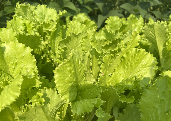 青浦農技中心舉辦蔬菜生產“機器換人”現場觀摩會 助推蔬菜產業(yè)提質增效