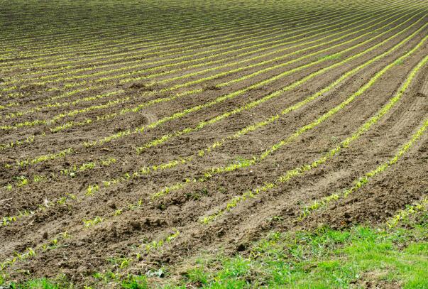 政策解读│宁夏2025年强农惠农政策明白本之大豆玉米带状复合种植补助