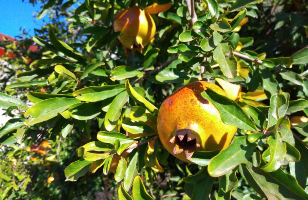 浙江省省級創(chuàng)新產(chǎn)品“先行先試”補貼機具補貼額一覽表公示