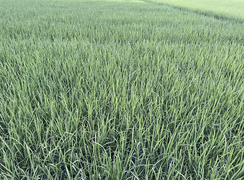 鄂尔多斯市农牧局开展化肥农药行业安全生产督导检查