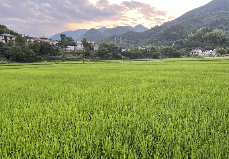 津農(nóng)精彩 | 天津市農(nóng)業(yè)農(nóng)村委召開2026年農(nóng)田建設工作會議